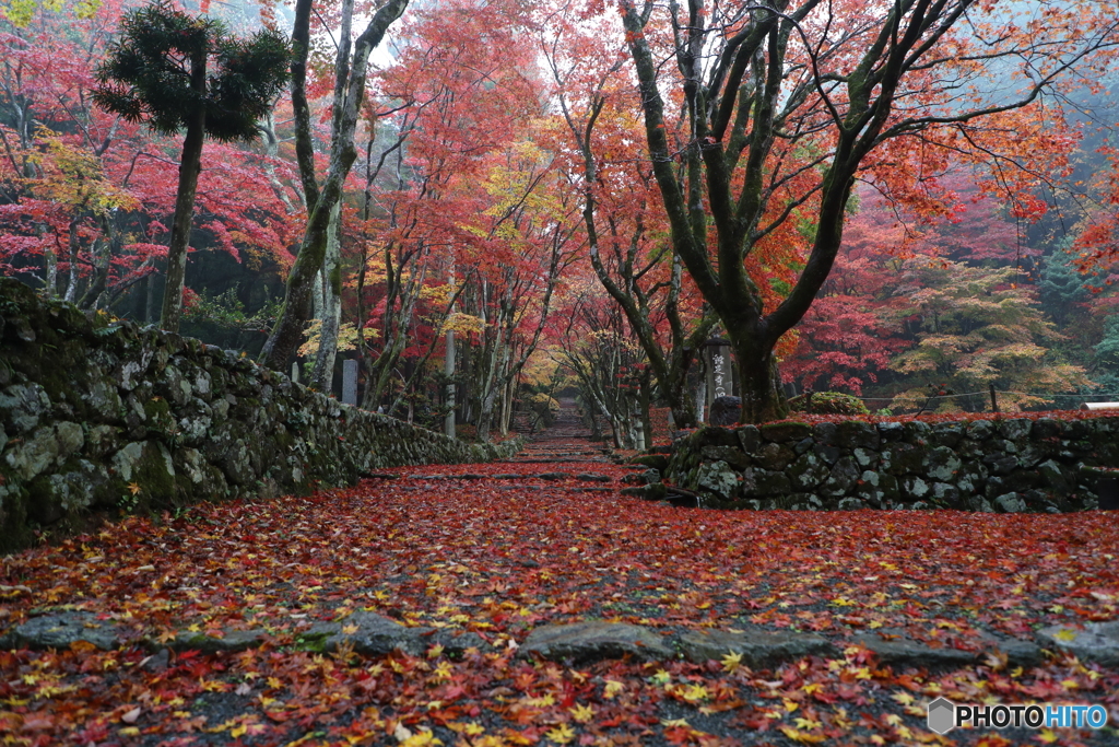 紅葉の絨毯