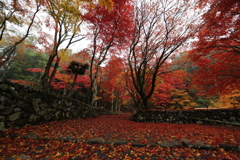 紅葉の絨毯　単ｖｅｒ.