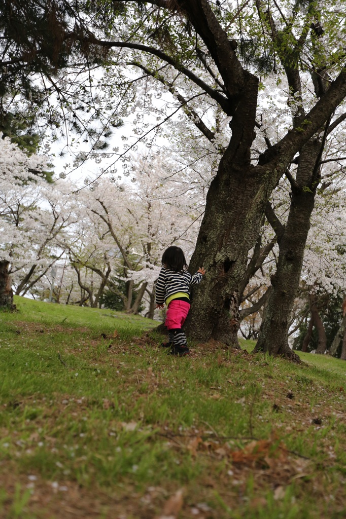 桜の森を探索