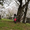 桜の森を探索