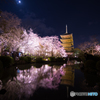 東寺の夜桜