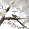 桜の中のヒヨドリ
