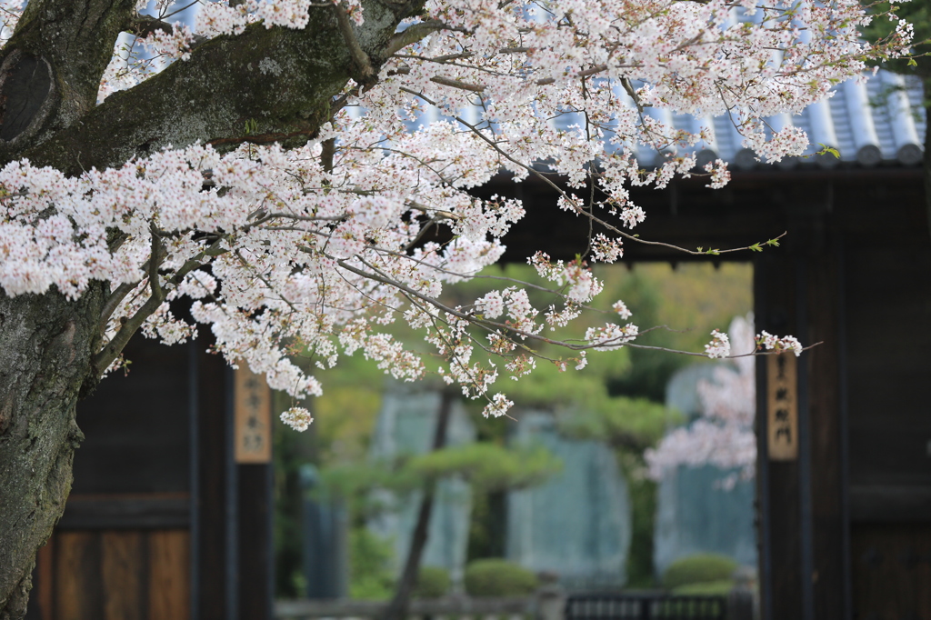 新しき春の門前桜