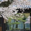 新しき春の門前桜