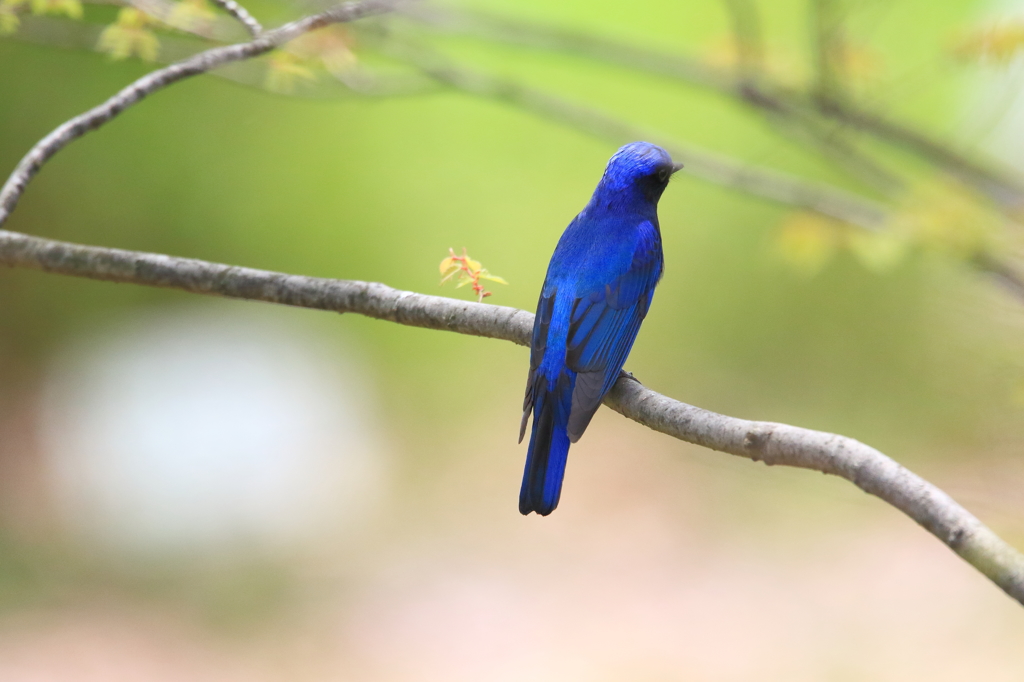 幸せの青い鳥