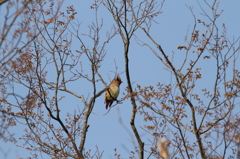 鳥のドンキング