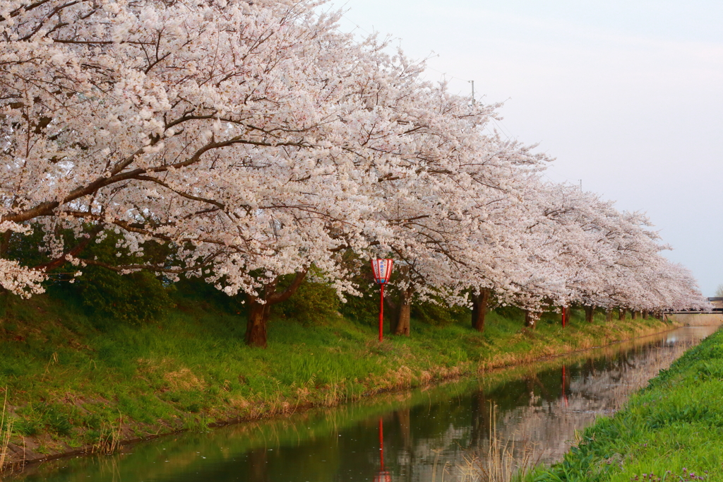 暖かな春の桜並木