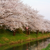 暖かな春の桜並木