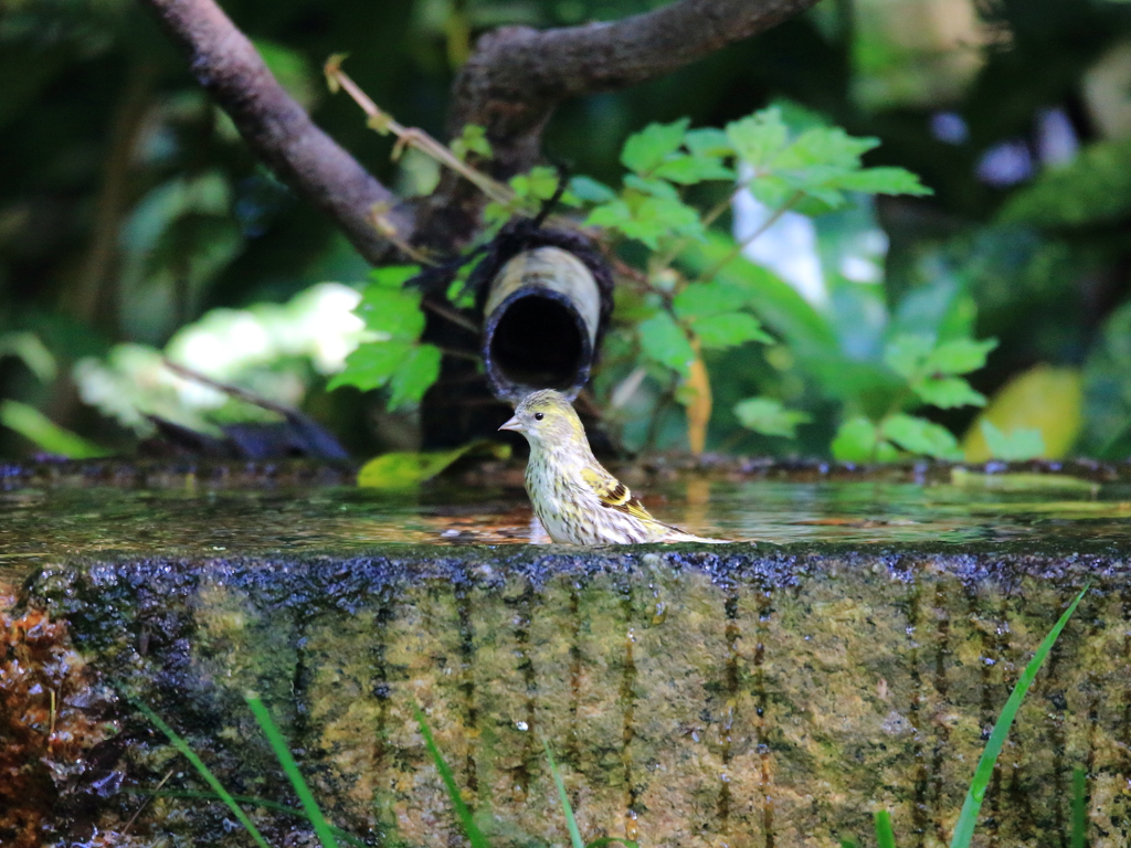 マヒワの水浴び♀