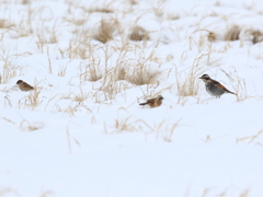 野鳥達の憩いの場