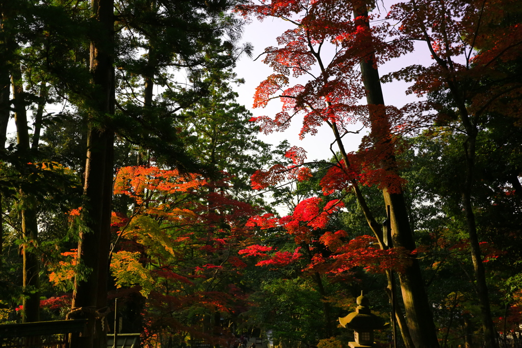 西明寺