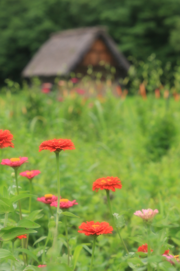 夏の花と合掌造り