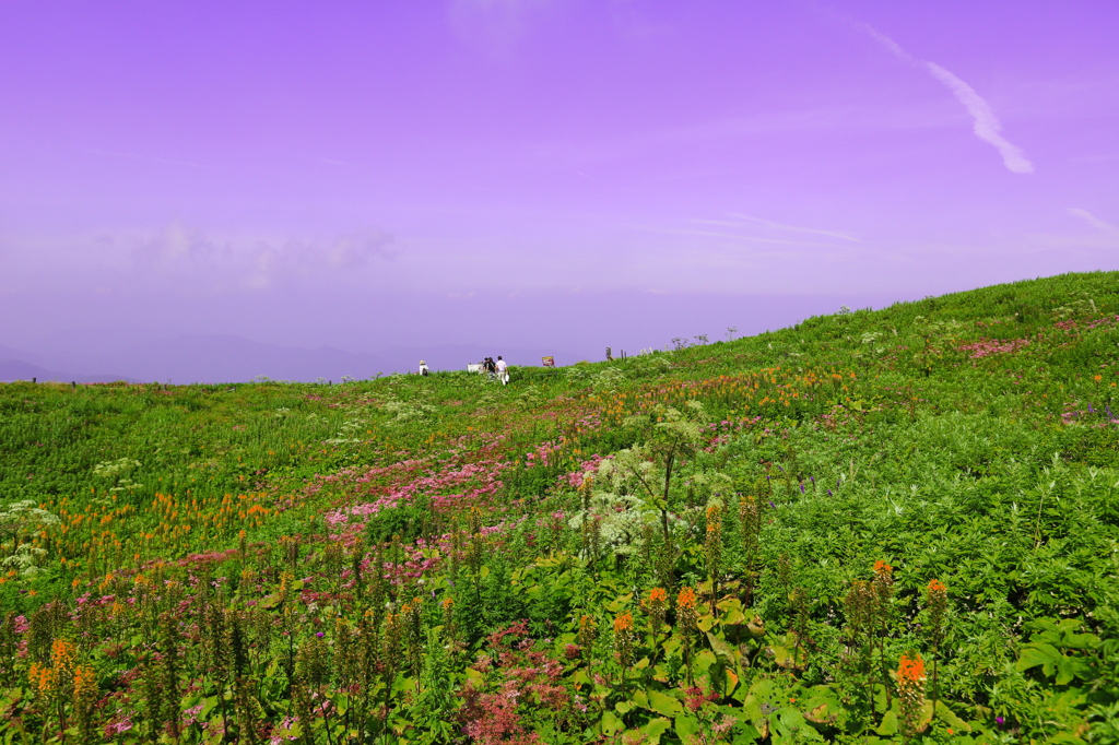 伊吹山高山植物