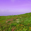 伊吹山高山植物