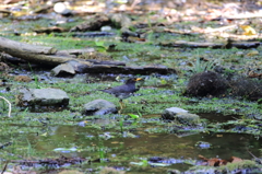 水場のクロツグミ