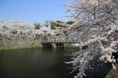 花見に行こう♪