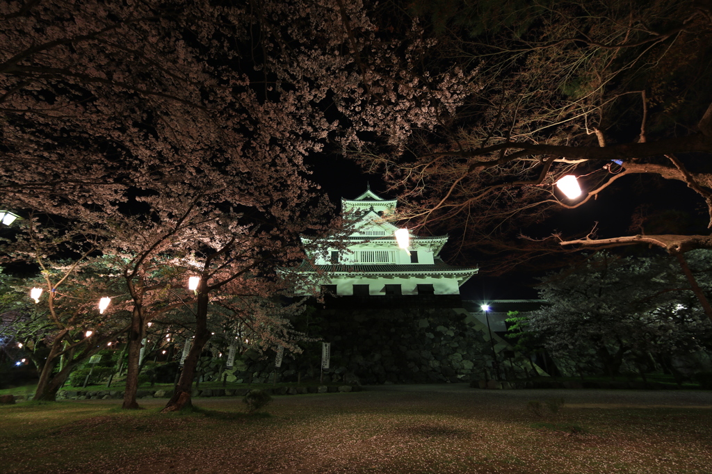 夜桜と長浜城 