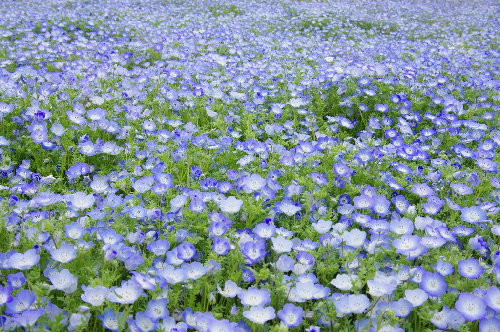 Flower Carpet