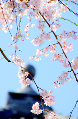 本覚寺の桜