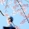 本覚寺の桜