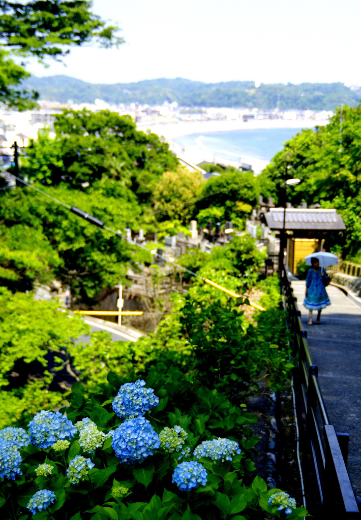 成就院の紫陽花~咲き始め~