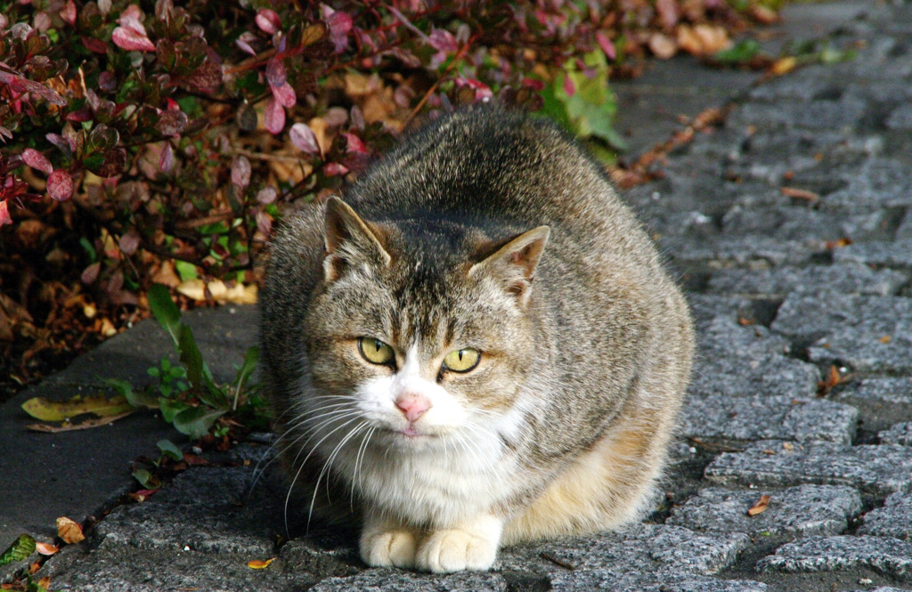 函館～石畳の街の猫～