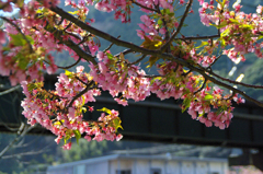 河津桜