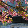 河津桜