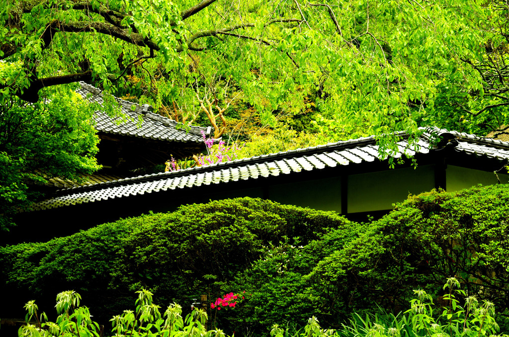 新緑の浄智寺