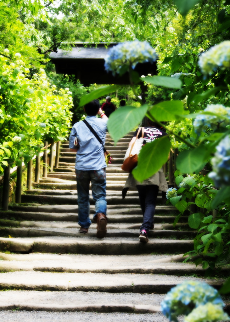 明月院の紫陽花~咲き始め~