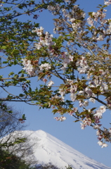 桜と富士 ~忍野にて~