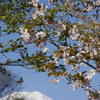 桜と富士 ~忍野にて~