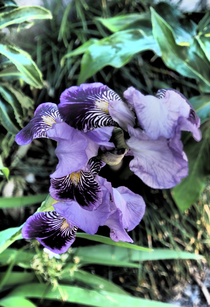 路傍の花3