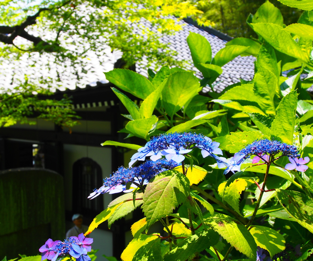 長谷寺の紫陽花~咲き始め~