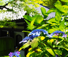 長谷寺の紫陽花~咲き始め~