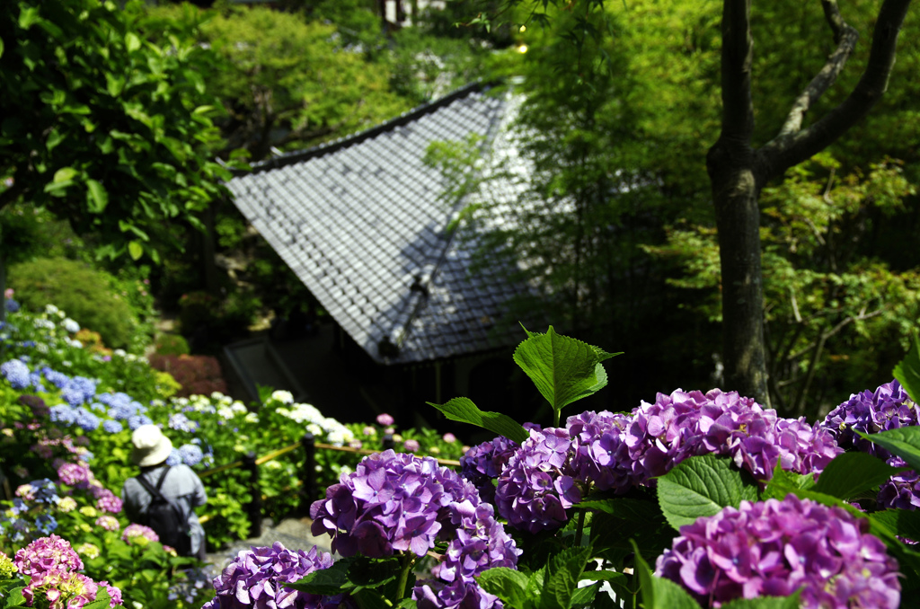 長谷寺と紫陽花~見頃~