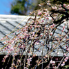 梅の花と瓦屋根