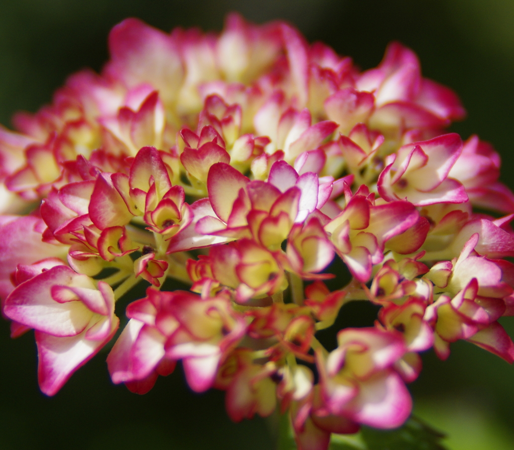 山紫陽花