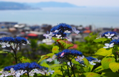 海と紫陽花