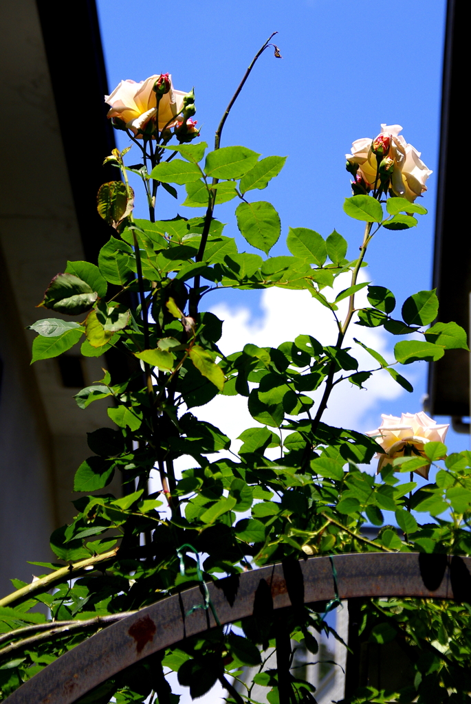 空と薔薇