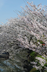 源氏池の桜