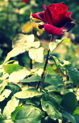 薔薇を一輪、深紅の薔薇を