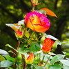 薔薇一家