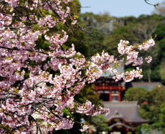 桜と鶴岡八幡宮
