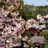 桜と鶴岡八幡宮