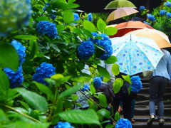 傘の花