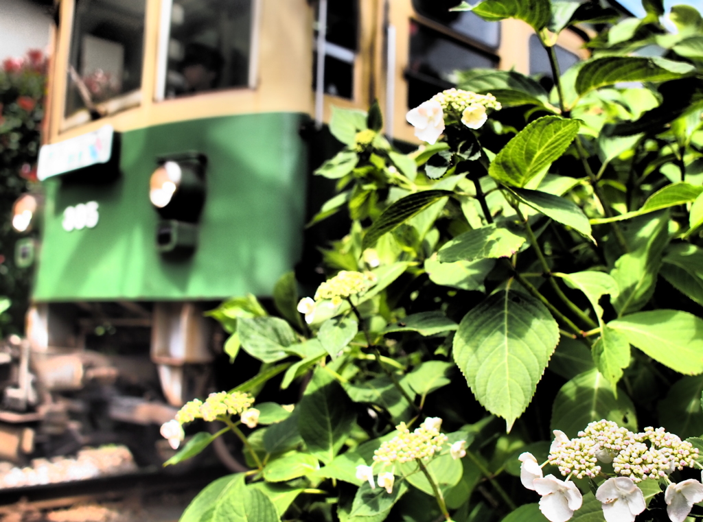 江ノ電と紫陽花2