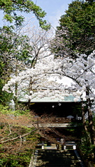 円覚寺の桜