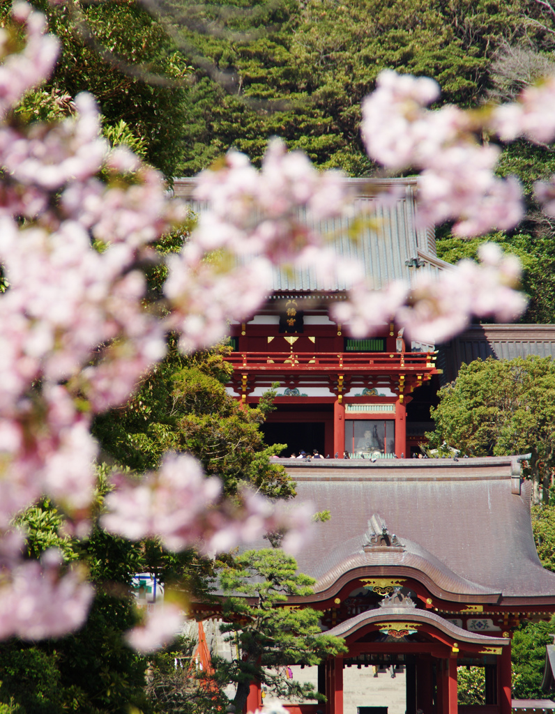 鶴岡八幡宮と桜