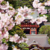 鶴岡八幡宮と桜